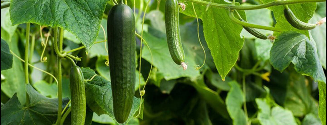 July Garden Explosion!